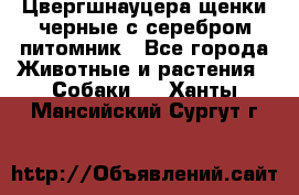 Цвергшнауцера щенки черные с серебром питомник - Все города Животные и растения » Собаки   . Ханты-Мансийский,Сургут г.